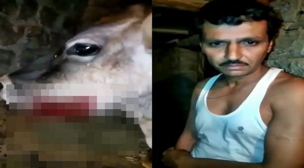 हिमाचल में गर्भवती गाय को विस्फोटक खिलाकर किया गया घायल,एक गिरफ्तार