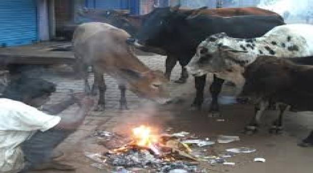 शीतलहर के कुप्रभाव से पशु-पक्षियों को सुरक्षित रखने के लिए आवश्यक दिशा-निर्देश जारी