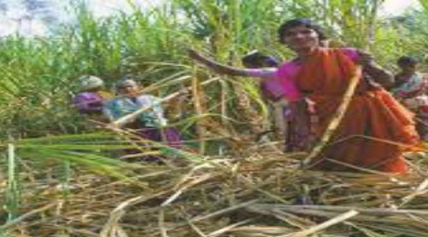 सिंगल बड एवं बड चिप विधि से तैयार सीडलिंग के वितरण एवं लाभार्थियों के बैंक खाते खुलवाने हेतु निर्देश जारी